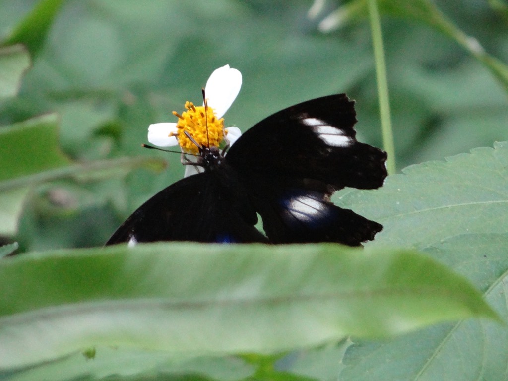Great eggfly