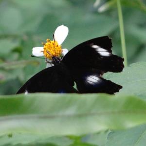 Great eggfly