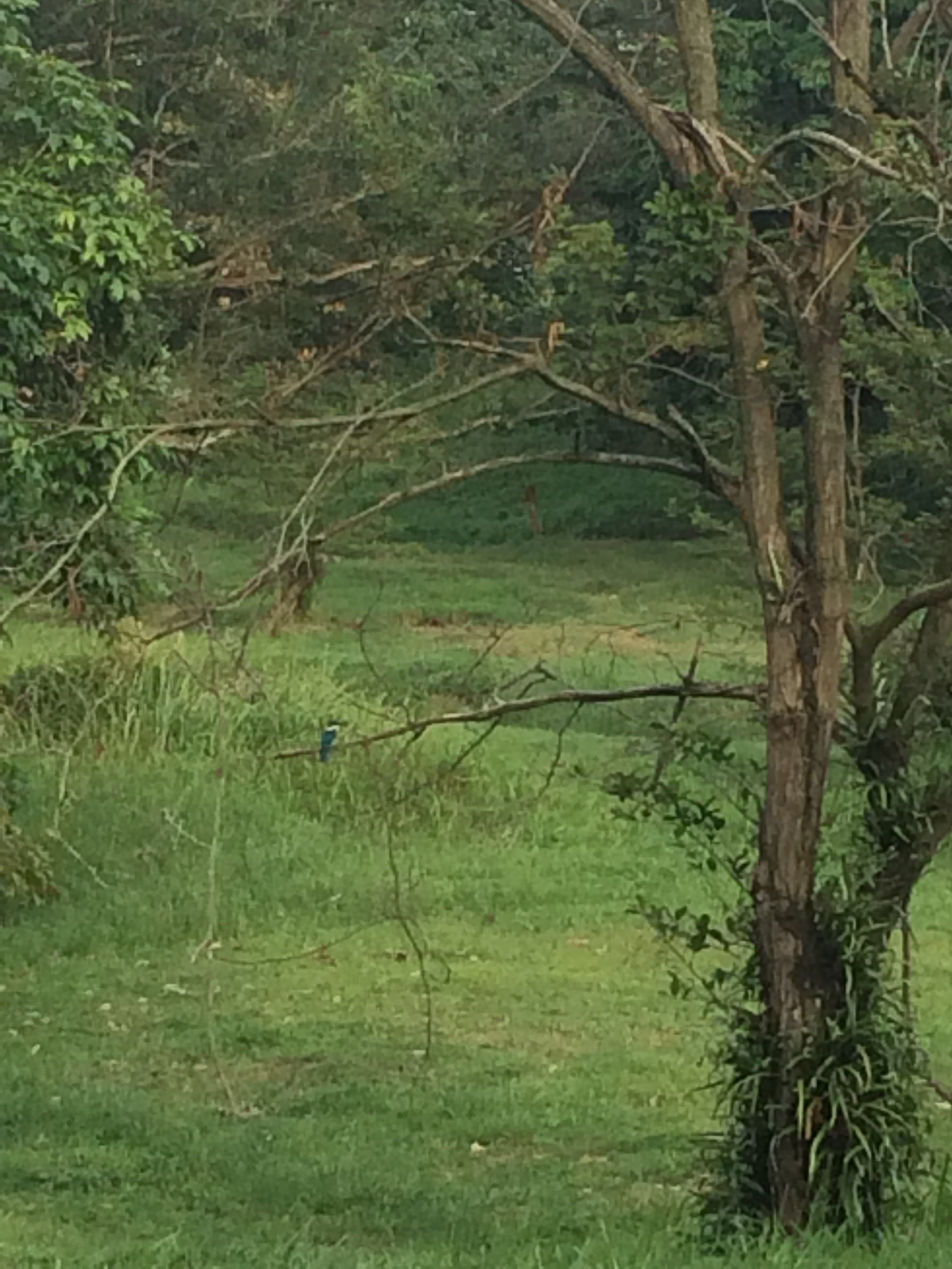 Collared kingfisher