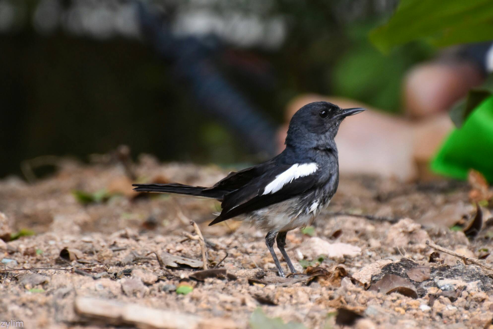 Oriental magpie-robin