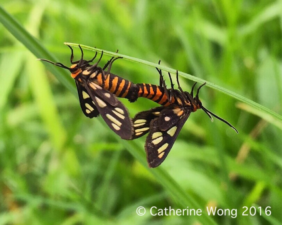 Hubner's wasp moth