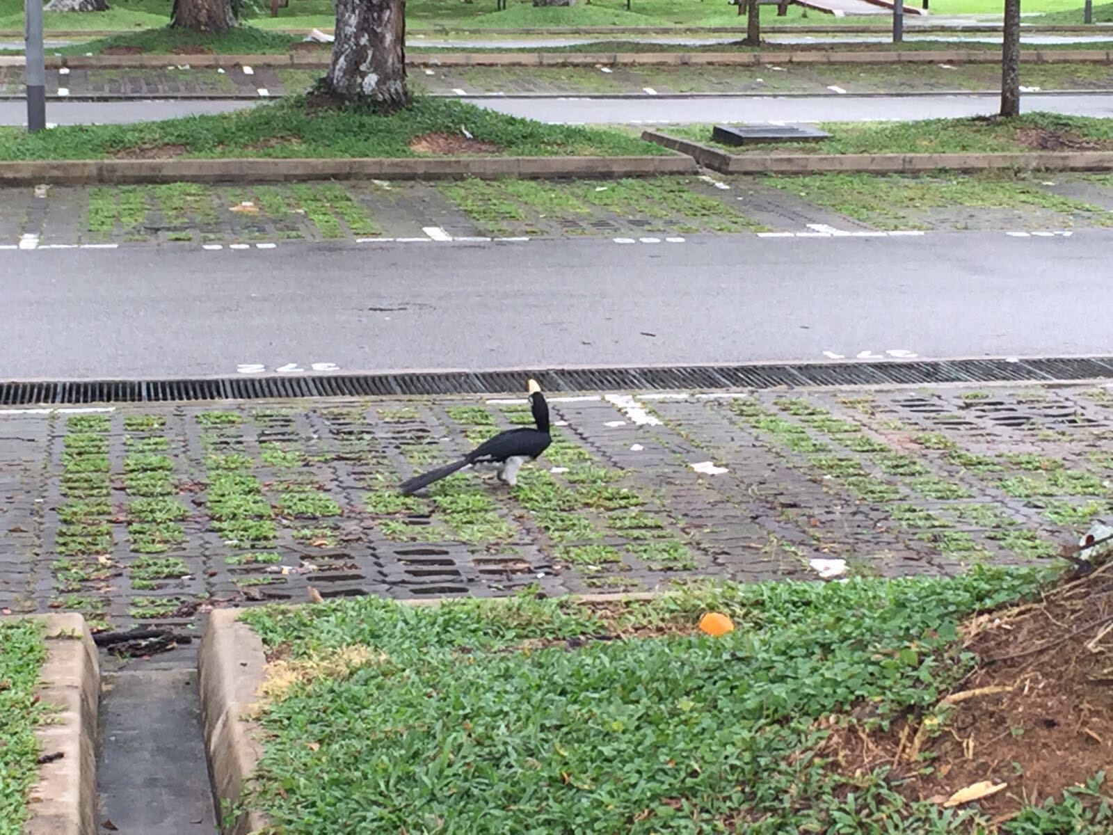 Oriental pied hornbill