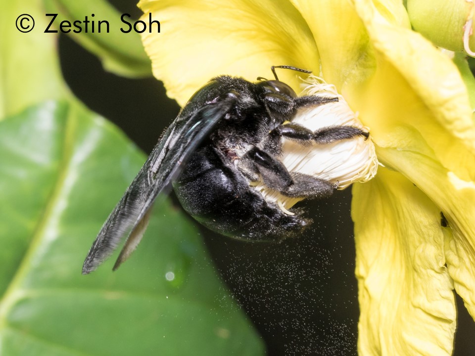 Xylocopa latipe