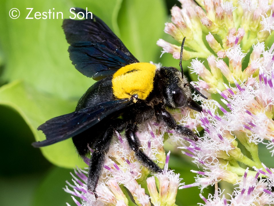 Xylocopa aestuans