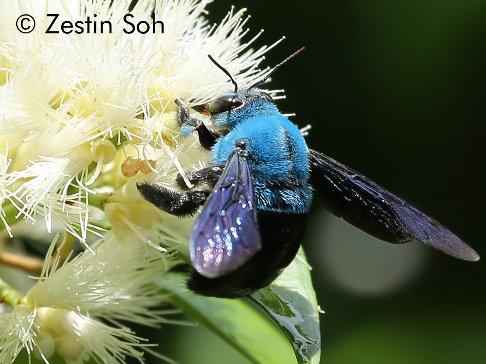 Xylocopa caerulea