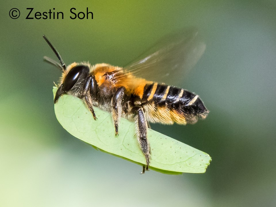 Megachile laticeps