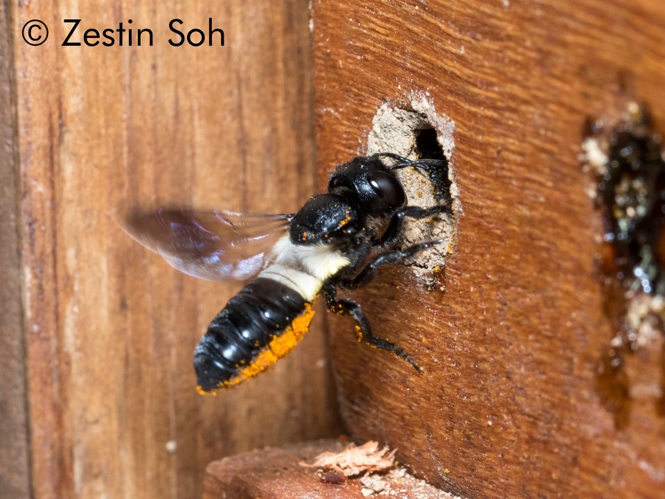 Megachile disjuncta