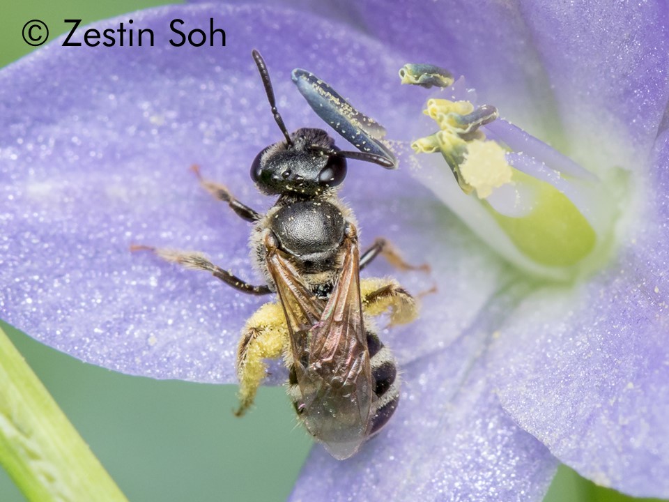 Lasioglossum vagans