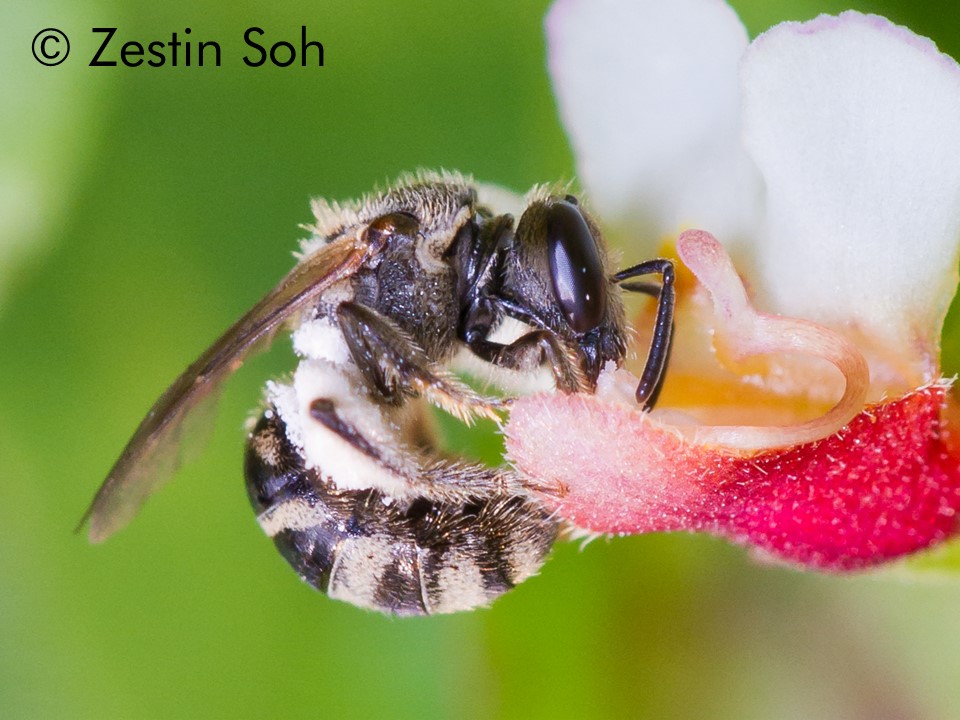 Lasioglossum vagans