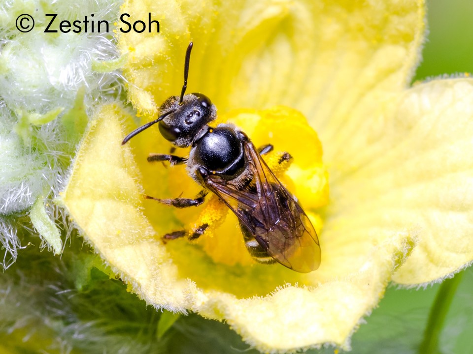 Lasioglossum albescens