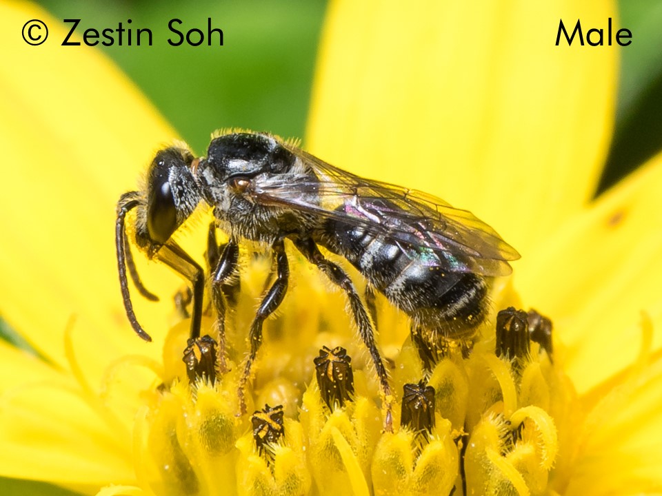 Lasioglossum albescens