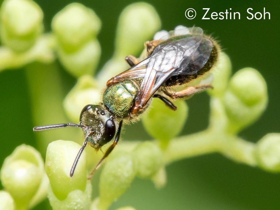 Lasioglossum adonidiae