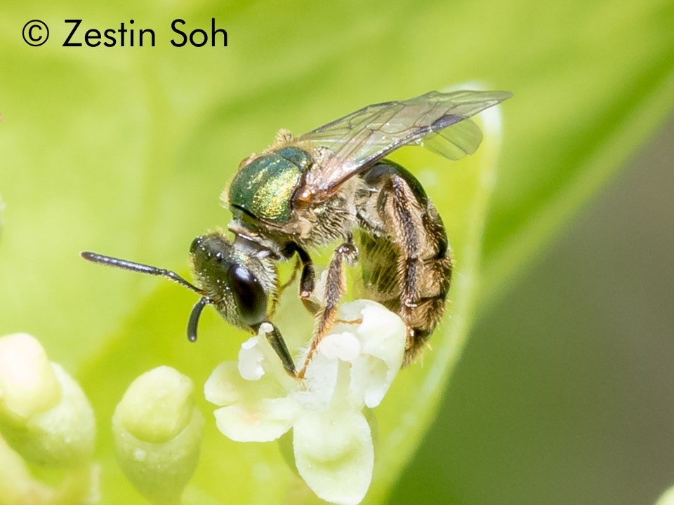 Lasioglossum adonidiae