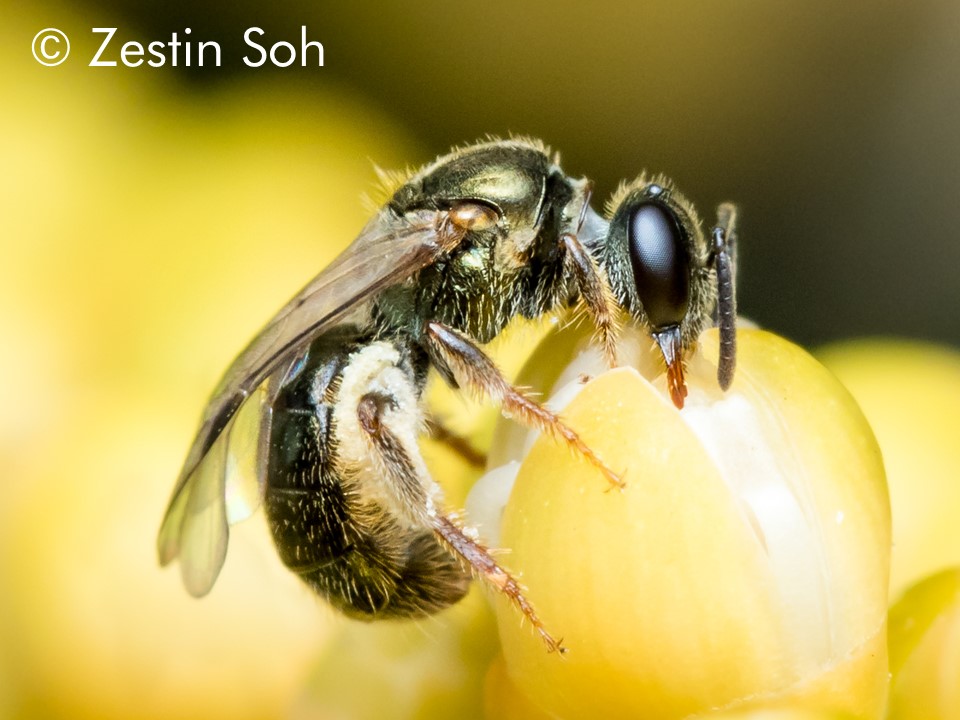 Lasioglossum singapurellum