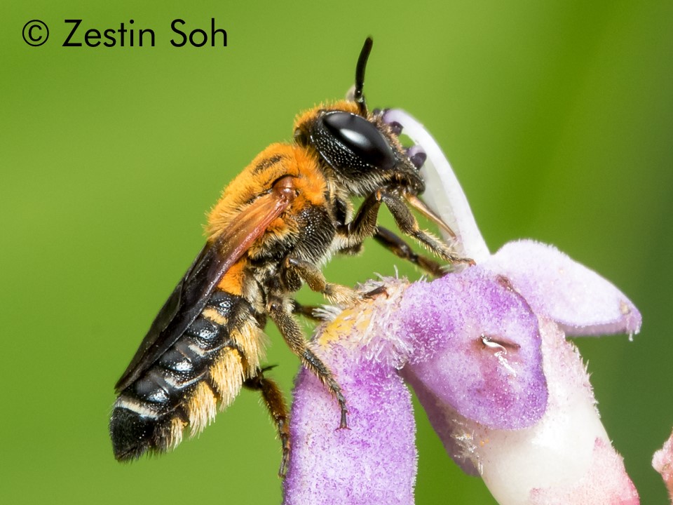 Megachile umbripennis