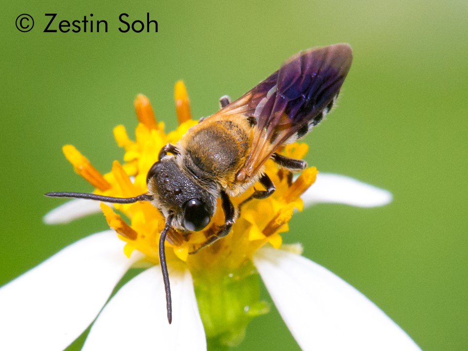 Megachile umbripennis