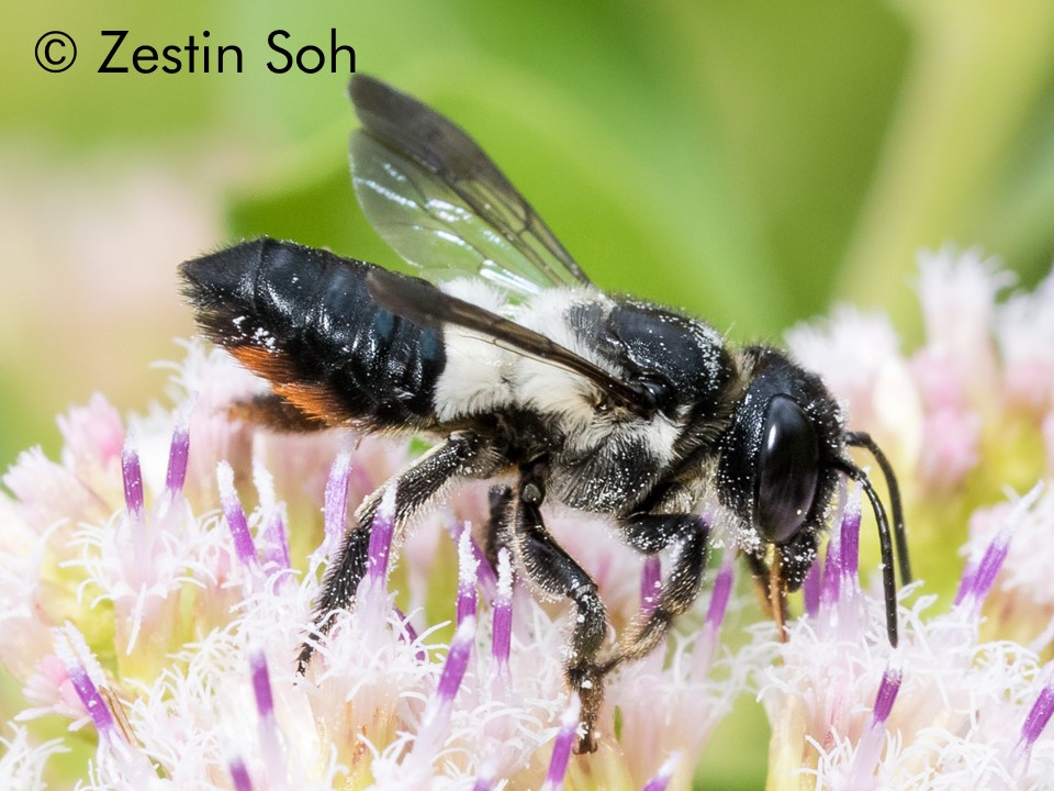 Megachile conjuncta