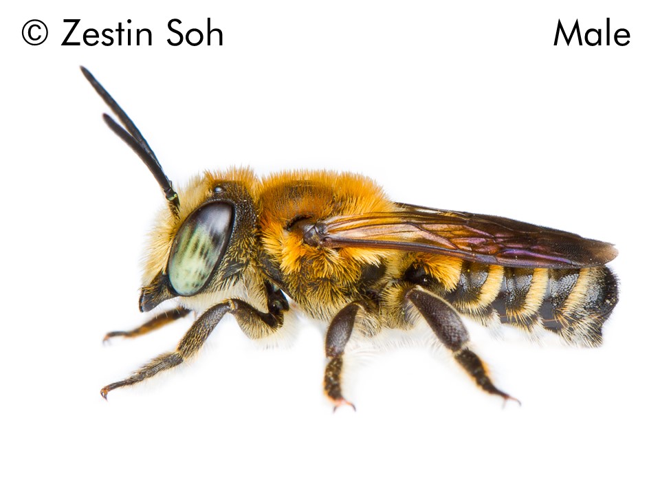 Megachile conjuncta