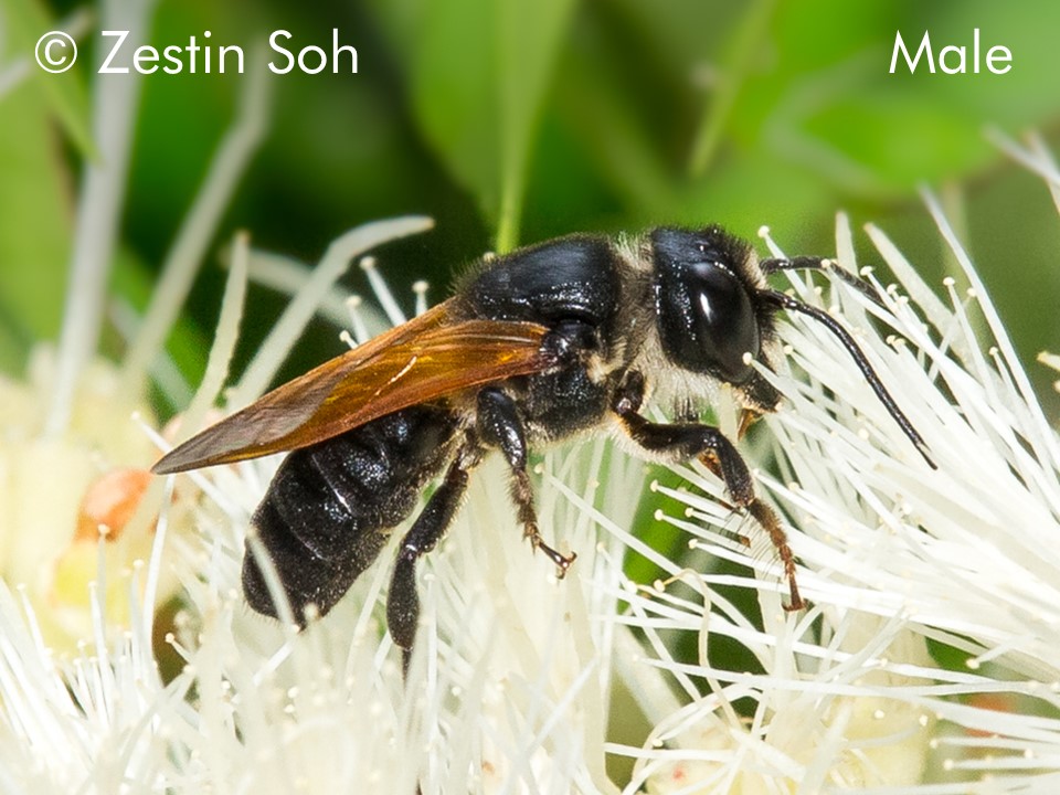 Megachile fulvipennis