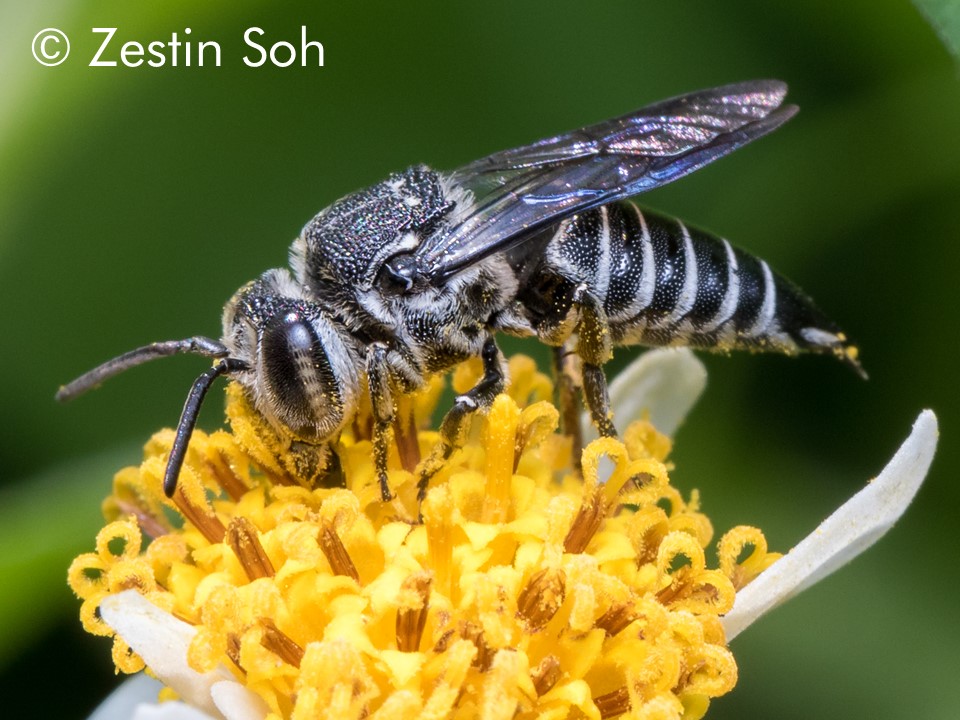 Coelioxys confusus