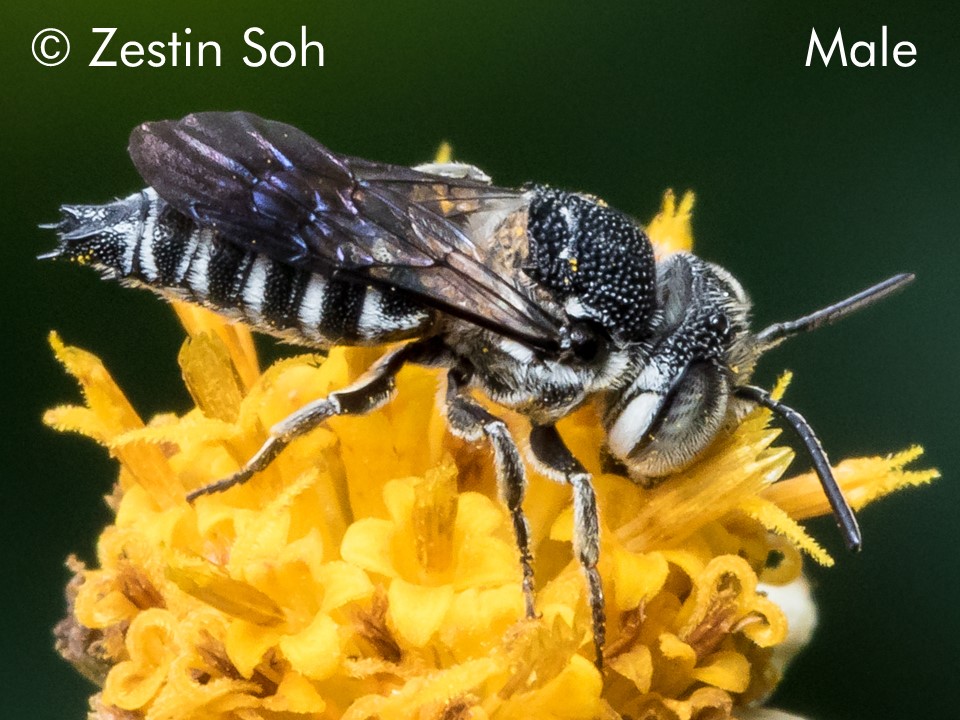 Coelioxys confusus