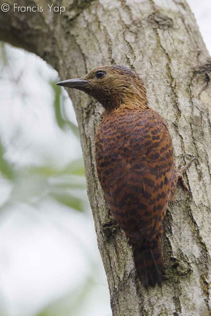 Celeus brachyurus