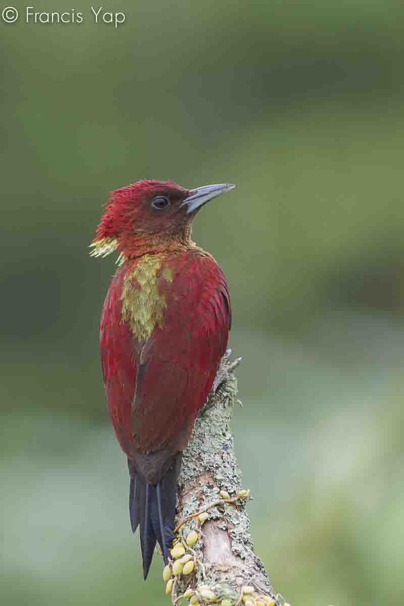 Picus miniaceus