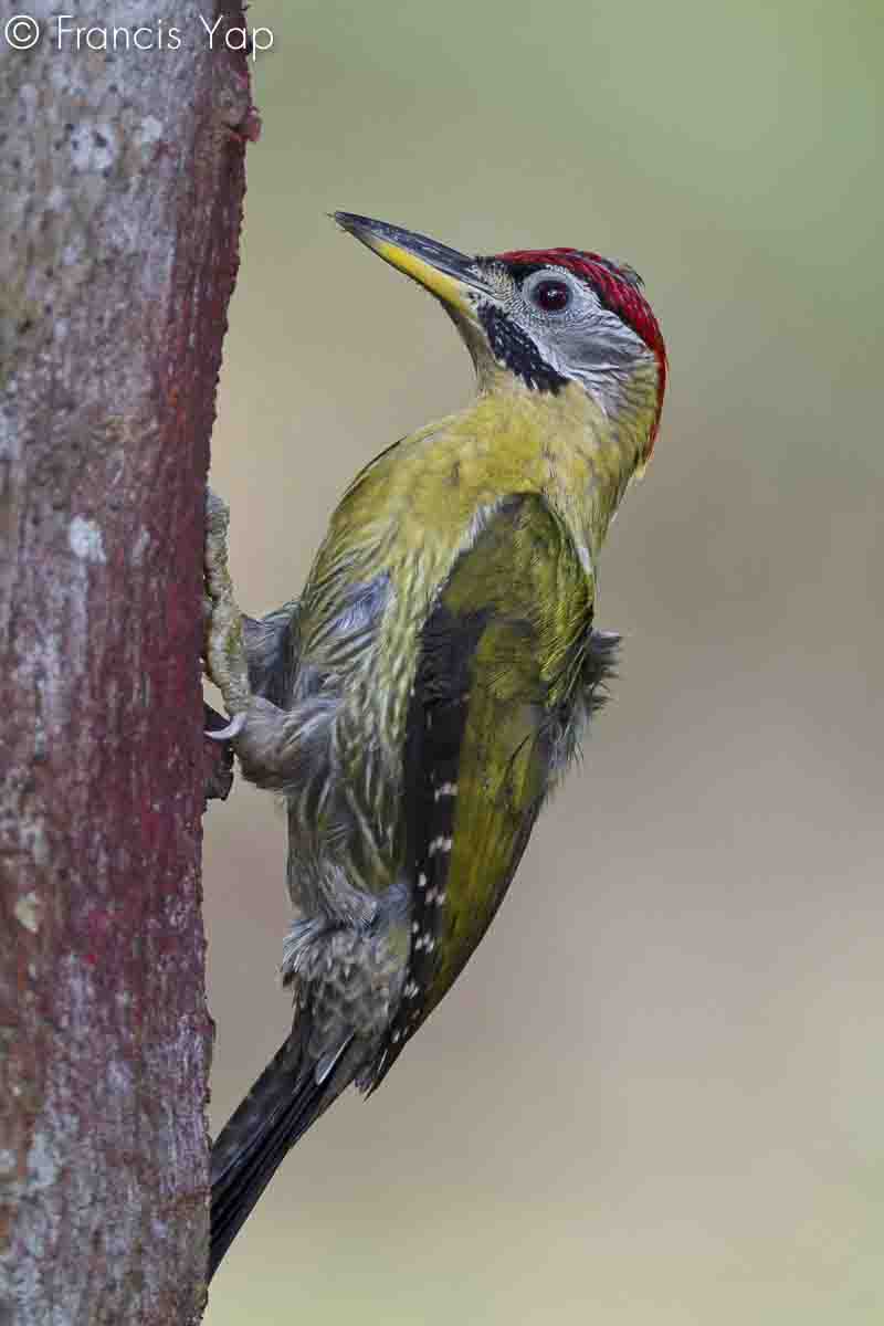 Picus vittatus