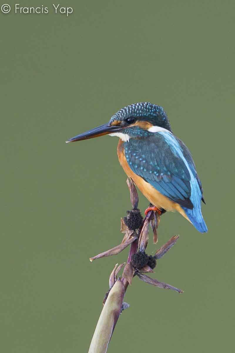 Alcedo atthis