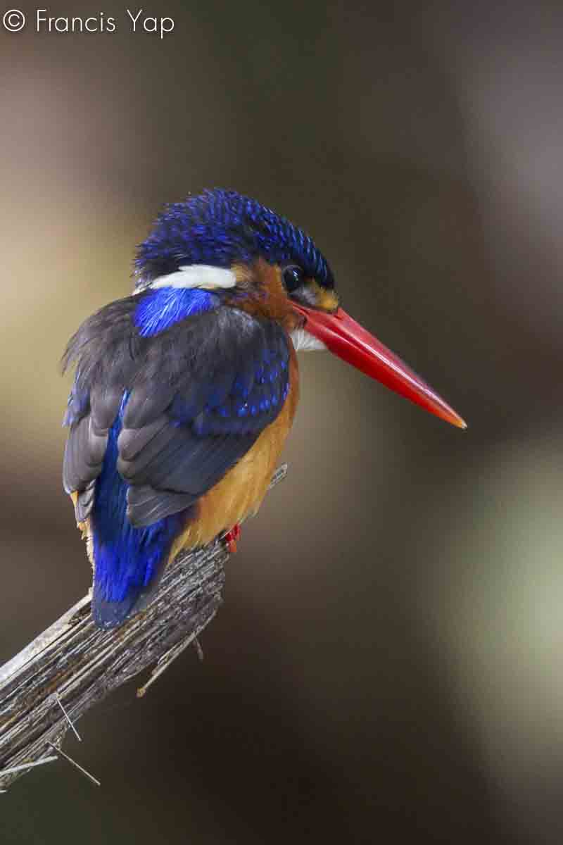 Alcedo meninting