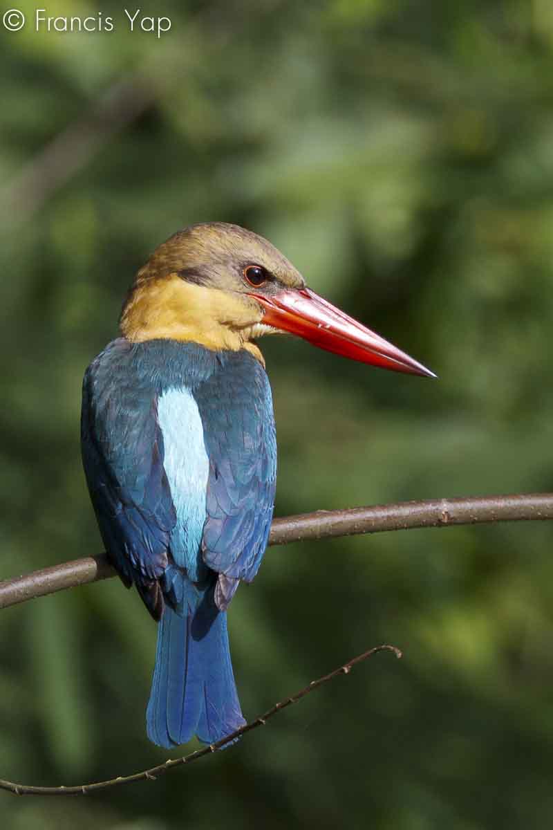 Pelargopsis capensis