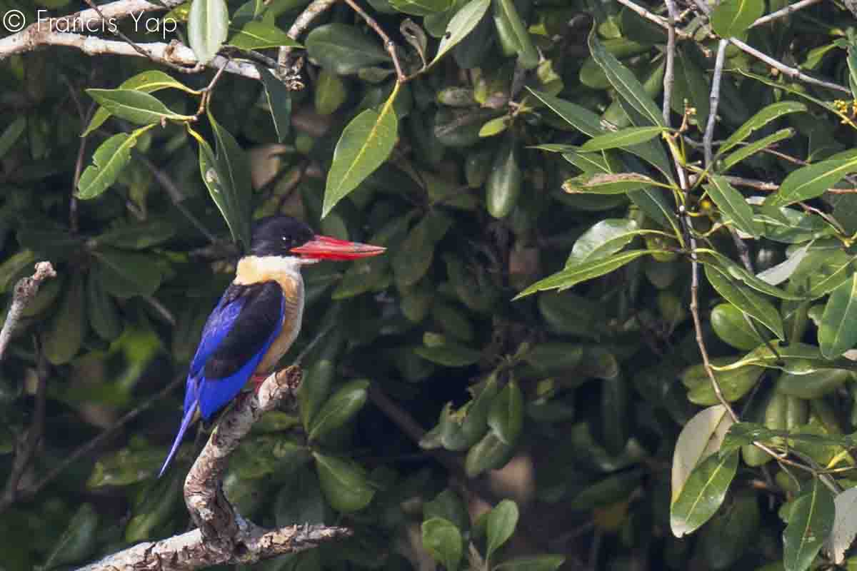 Halcyon pileata