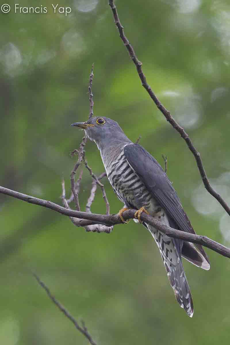 Cuculus saturatus