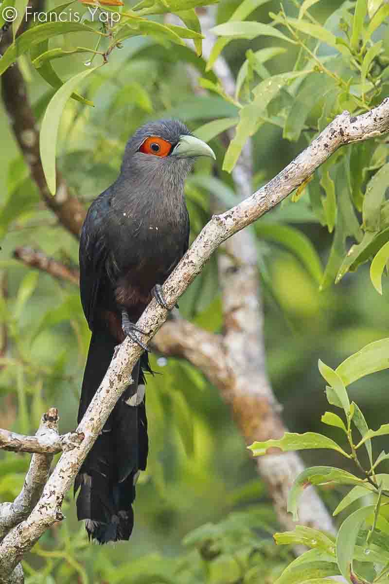 Phaenicophaeus sumatranus