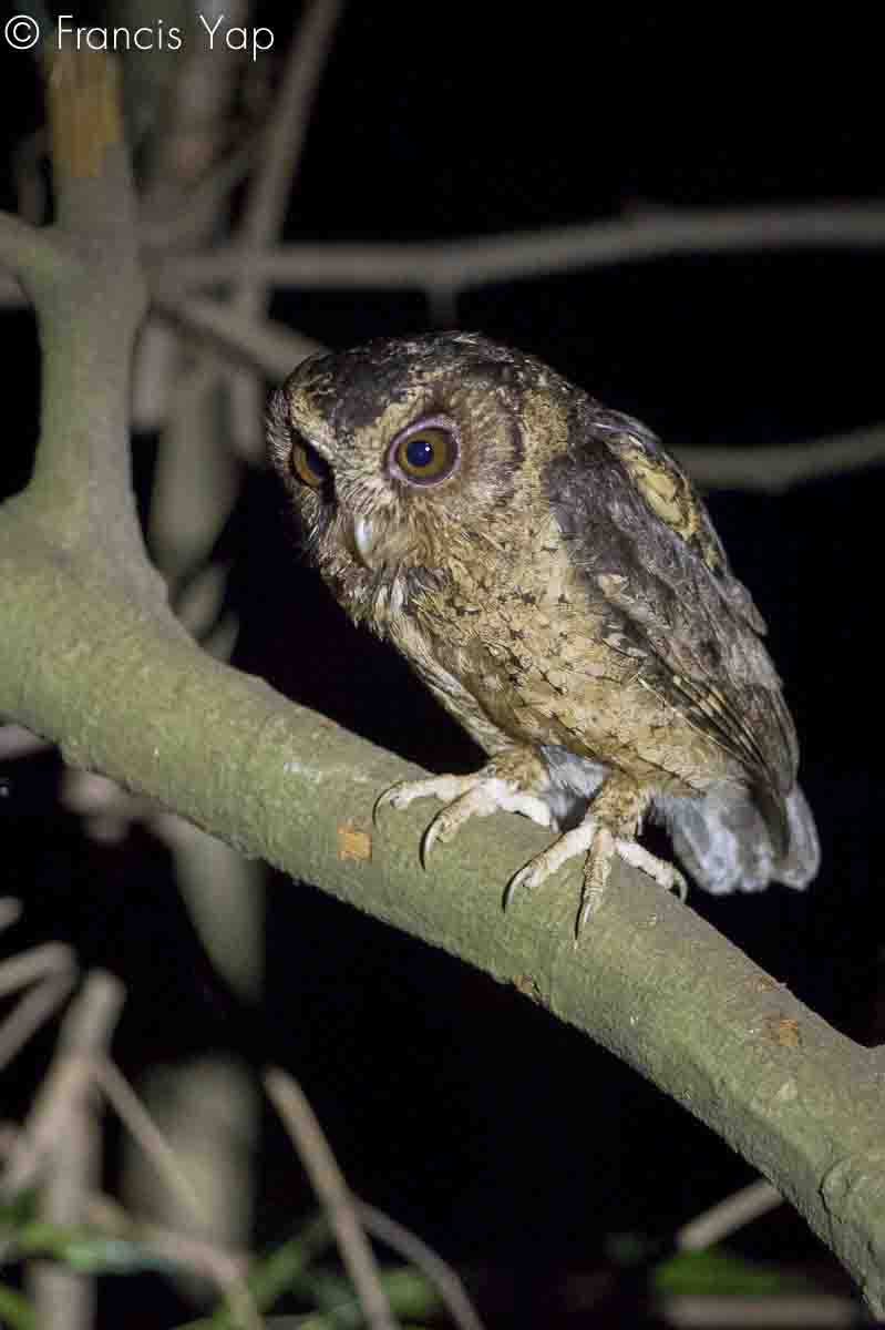 Otus lempiji