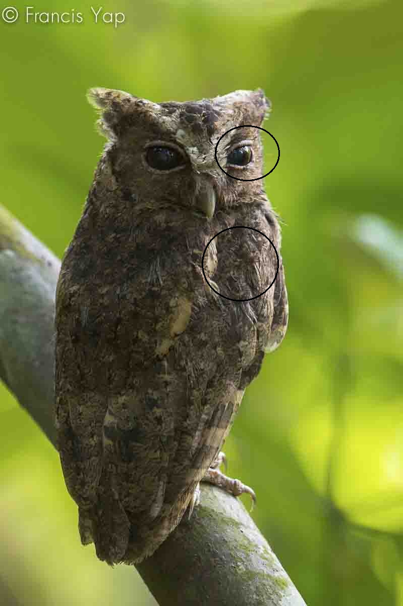 Otus lempiji