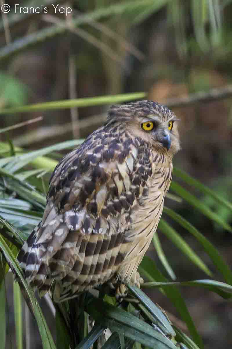 Ketupa ketupu