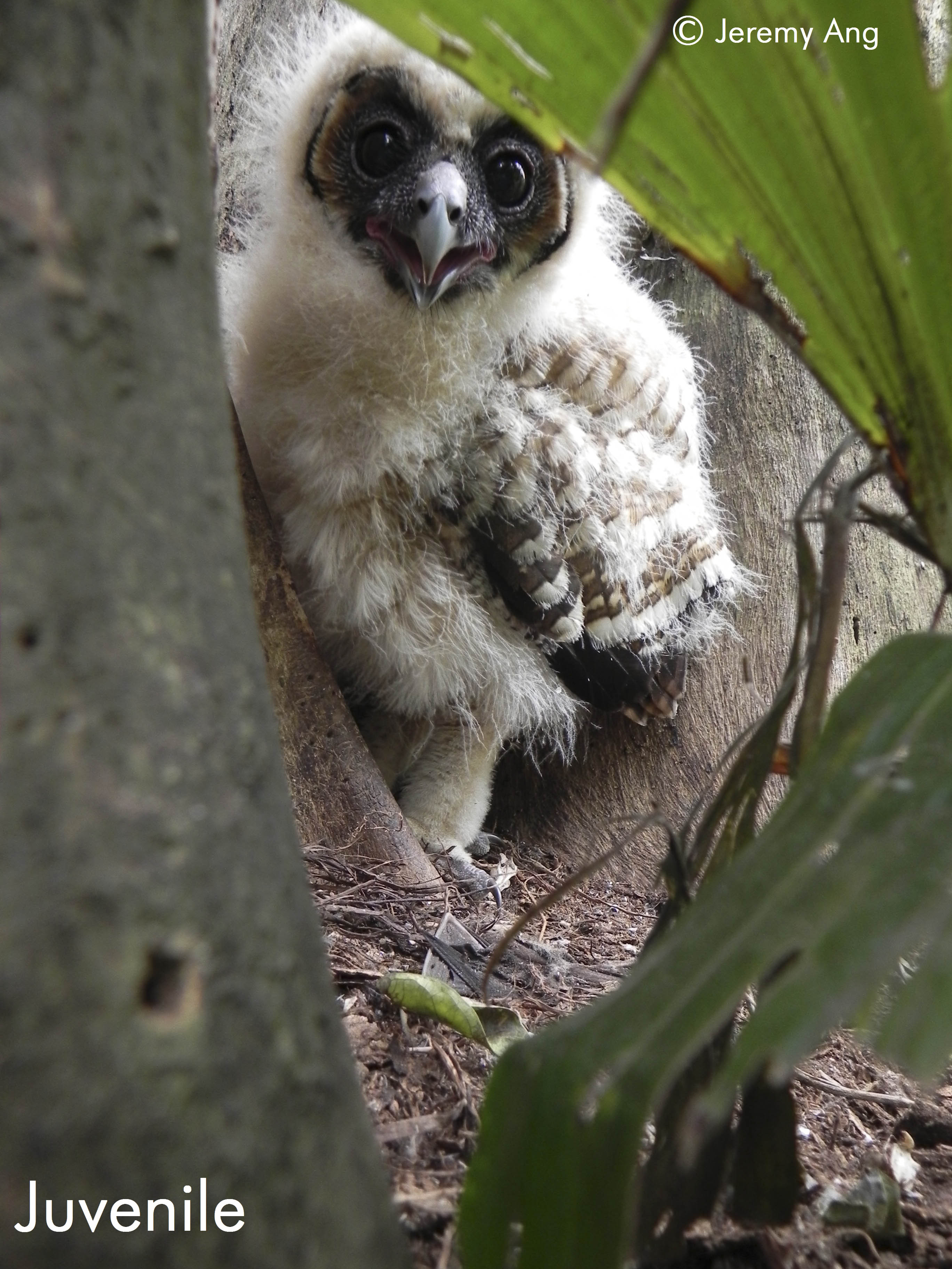 Strix leptogrammica