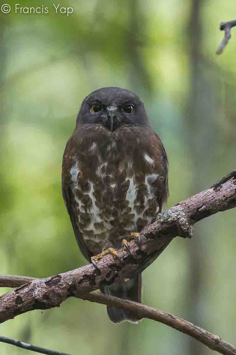 Ninox scutulata