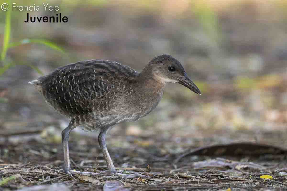 Gallirallus striatus