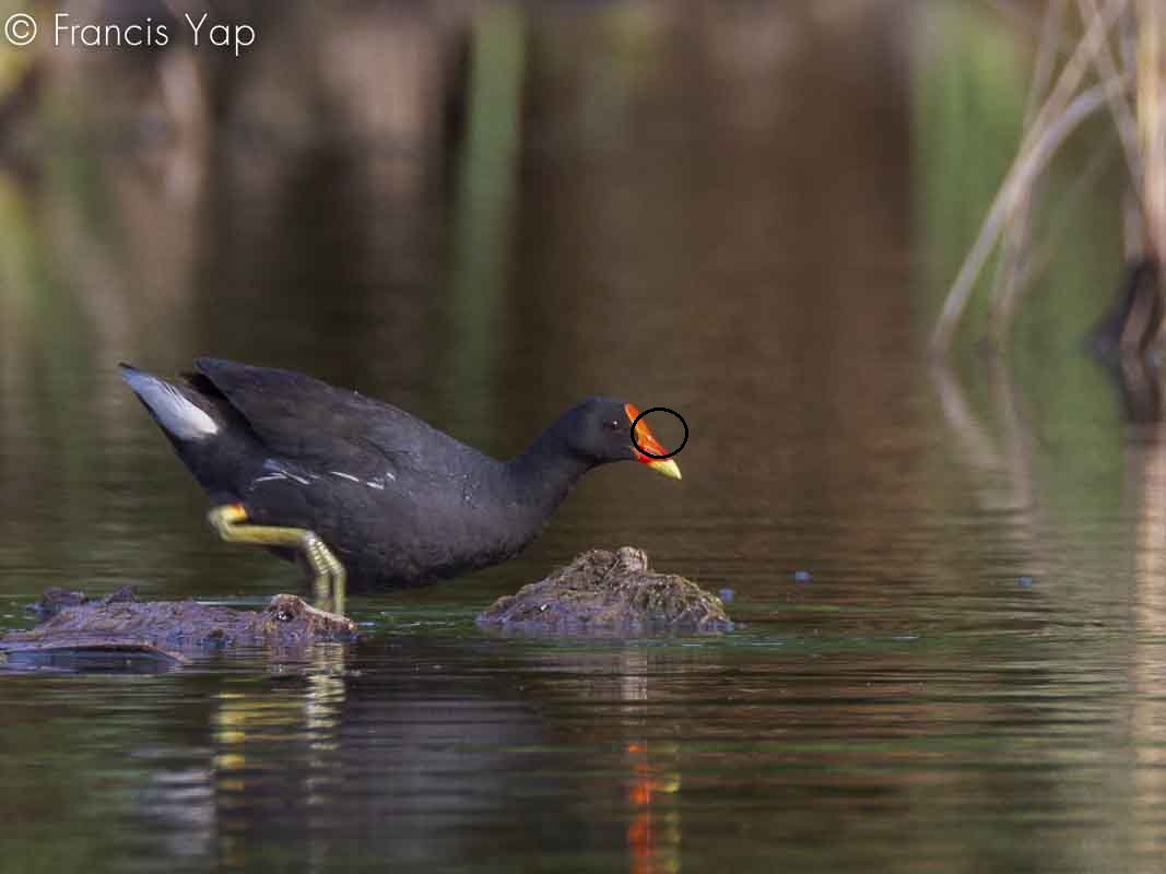 Gallinula chloropus