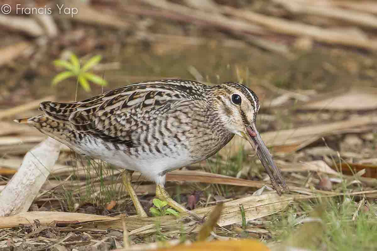 Gallinago stenura