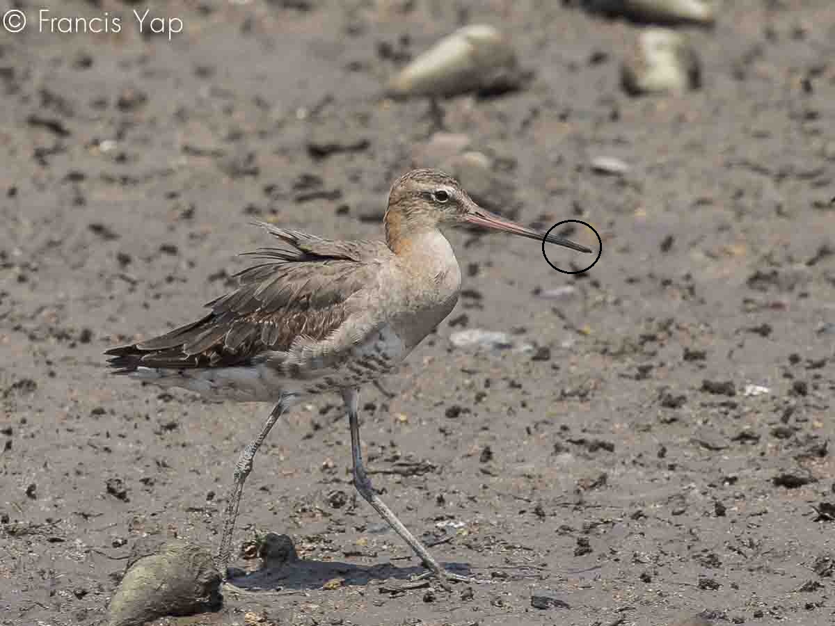 Limosa limosa