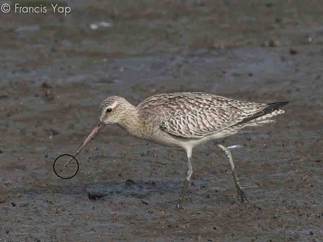 Limosa lapponica