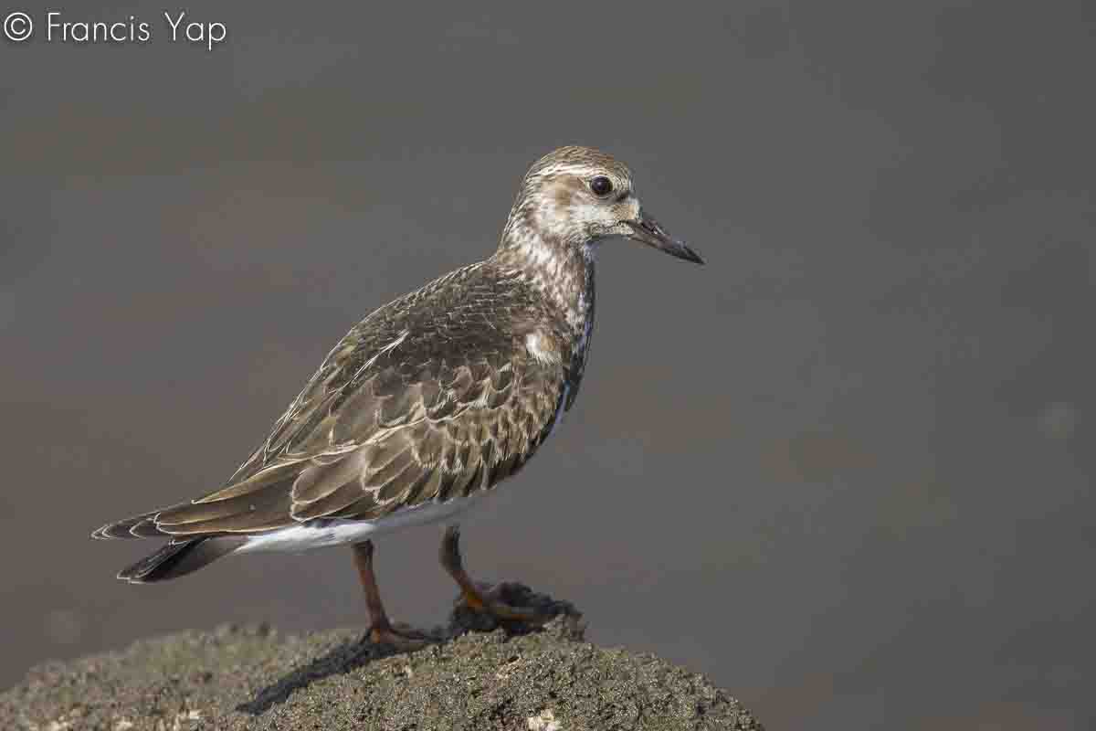 Arenaria interpres