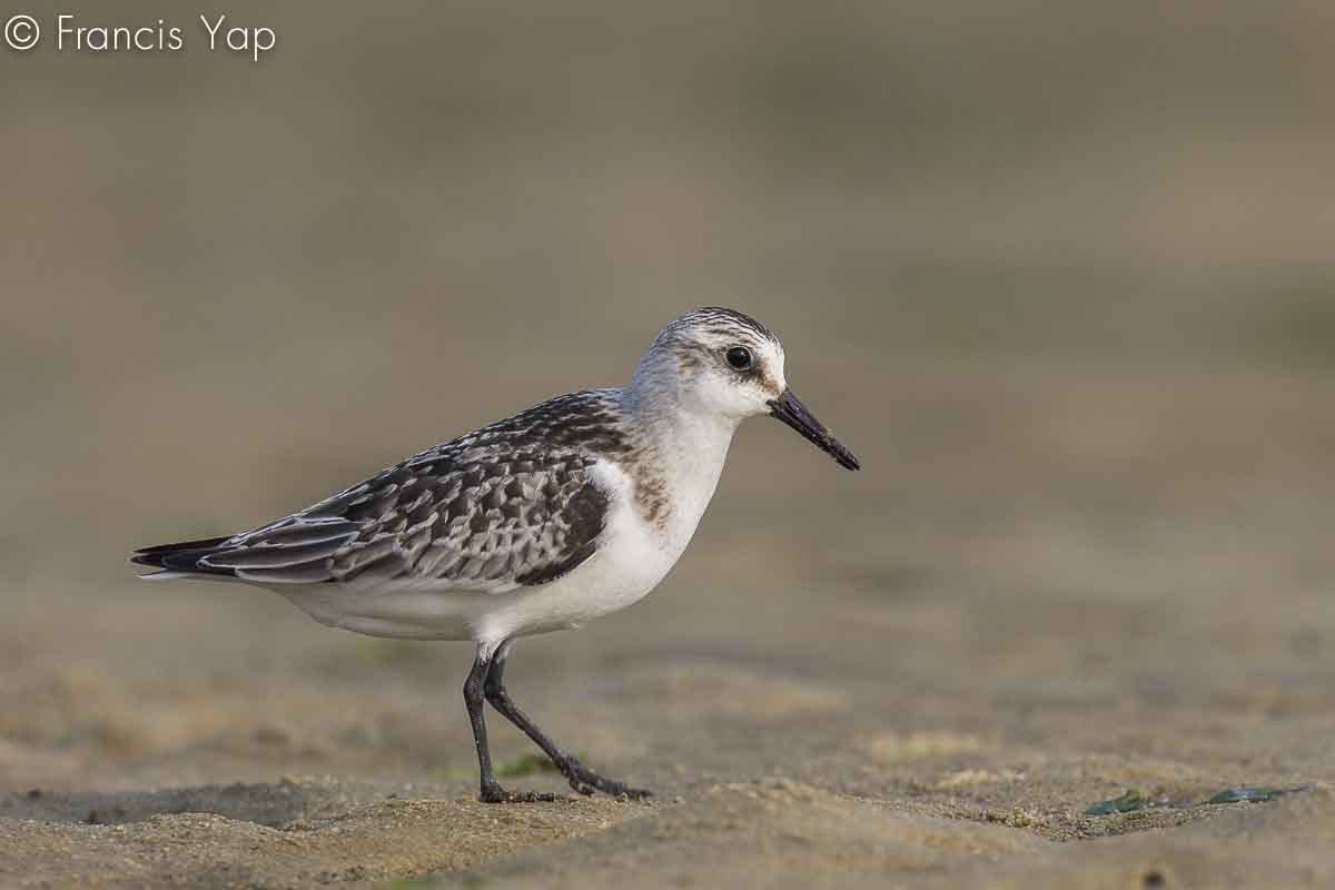 Calidris alba