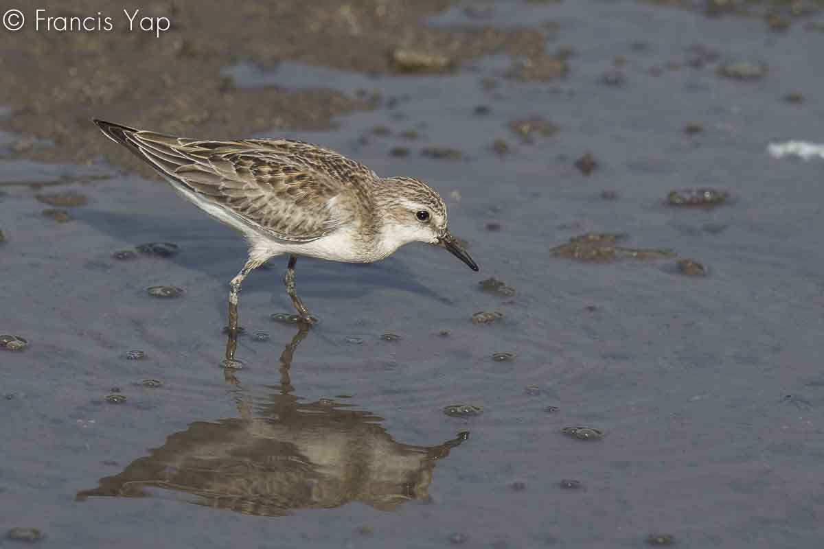 Calidris ruficollis