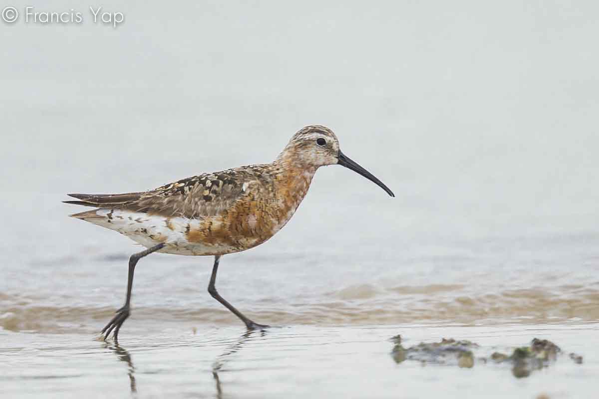 Calidris ferruginea