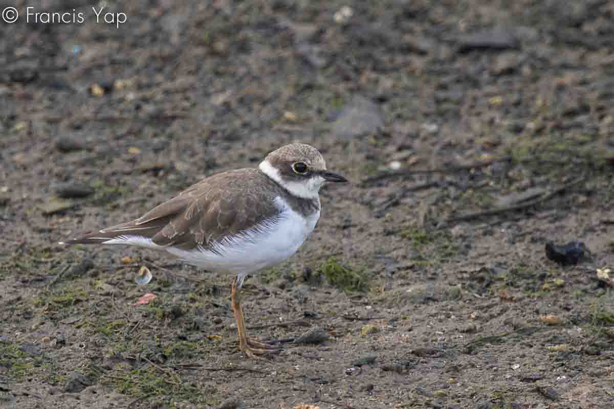 Charadrius dubius