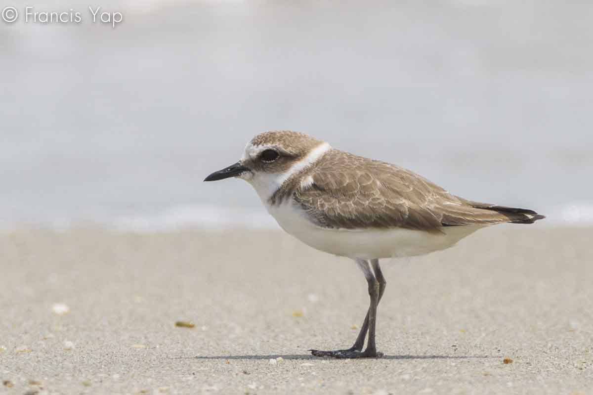 Charadrius alexandrinus